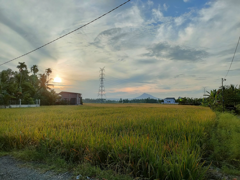 Area Persawahan Yang Luas Menjadi Salah Satu Mata Pencaharian Utama Bagi Masyarakat Gampong Lam Ue